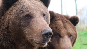 VIDEO O tânără de 19 ani a fost atacată de urs și trasă în prăpastie în Munții Bucegi. Iubitul ei a fost martor la scena tragică